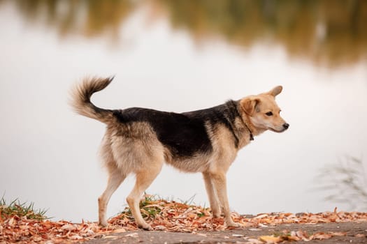 a cute big dog Walking outdoors in the autumn Park near lake. selective focus.