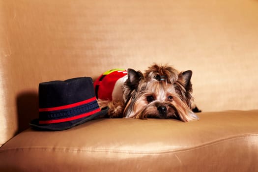 christmas dog - yorkie dog wearing santa on the sofa.