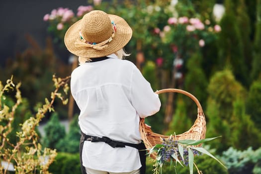 With basket in hands. Senior woman is in the garden at daytime. Conception of plants and seasons.