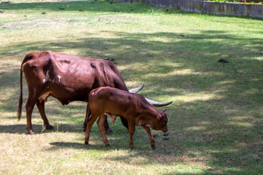 A brown cow Ankole with a large horn is eating grass. High quality photo