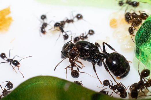 Queen ant Messor Structor in formicaria close up