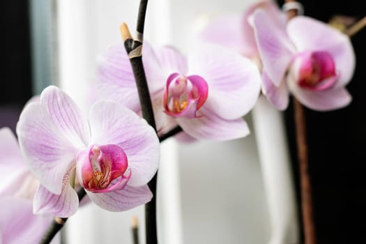 Close-up of pink orchid flowers on black backgroud, macro photo