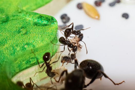 Ants Messor Structor in formicaria close up, macro photo
