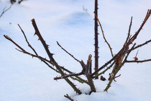Wild rose thorn over winter close up on snow background