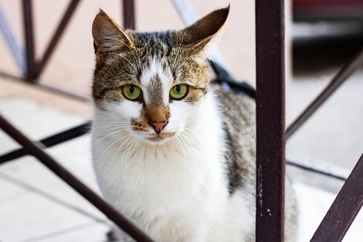 White cat with gray ears and green eyes close up