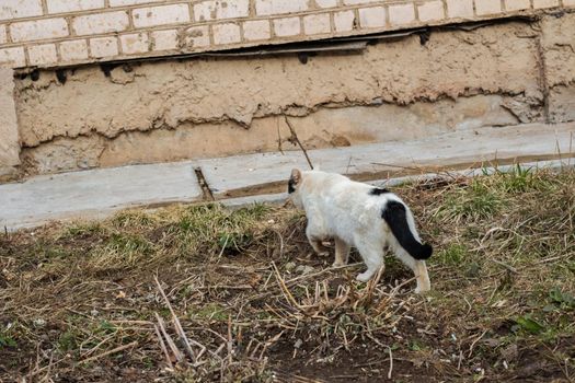 Homeless black white cat near the bush and the house