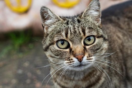 Homeless gray tabby cat on the street close up