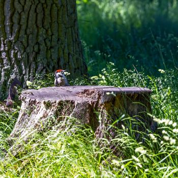 Young woodpecker on a tree stump in the Pommersfelden castle park, Bamberg, Bavaria, Germany