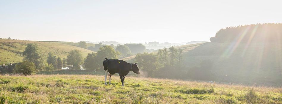 blue sky and early morning rural countryside landscape with cows in meadow and trees near charleville in french ardennes