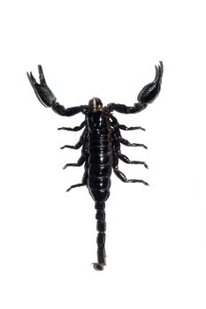 Black scorpion close up, isolate on a white background