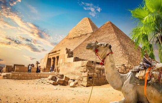 Camel and ruined pyramid of Cheops in Cairo