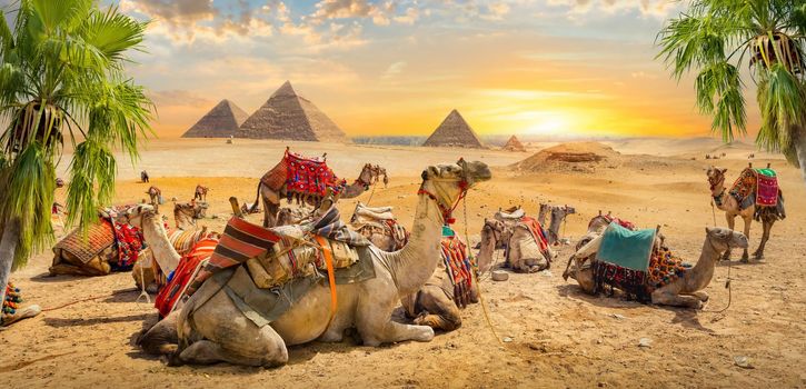 Camels rests near ruins pyramids of Egypt