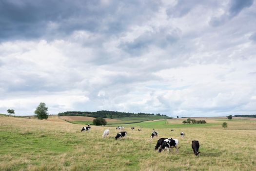 cloudy sky and black and white cows near treas in french ardennes near charleville in france