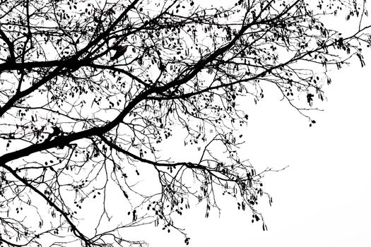 Silhouettes of tree branches against a white, background