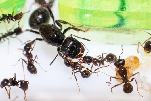 Queen ant Messor Structor in formicaria close up