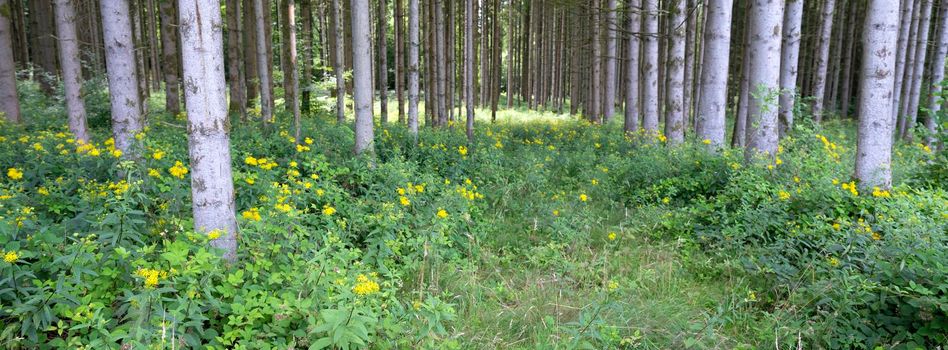 grey trunks of spruce trees in french ardennes with yellow summer flowers around them