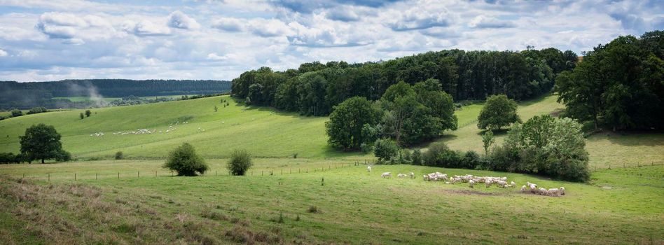 cloudy sky and white cows in green grassy meadows and forest in french ardennes near charleville in france