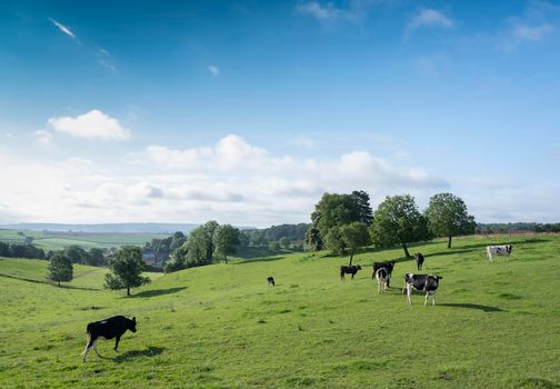 green grassy meadows with black and white cows and trees near old village in french ardennes near charleville in north of france