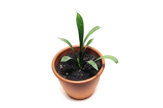 Potted home plant close up isolated on white background