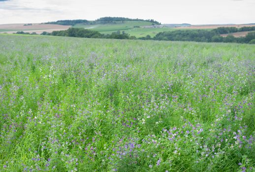 purple flowers of blooming clover crop in french field near charleville in northern france