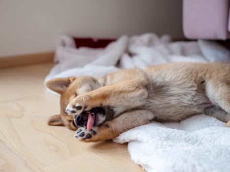 Portrait of cute Shiba Inu small dog, puppy, Close up. Dogecoin. Red-haired Japanese dog smile portrait. Illuminating color, cryptocurrency, electronic money. High quality photo