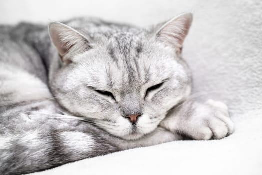 scottish straight cat is sleeping. Close-up of the muzzle of a sleeping cat with closed eyes. Against the backdrop of a light blanket. Favorite pets, cat food