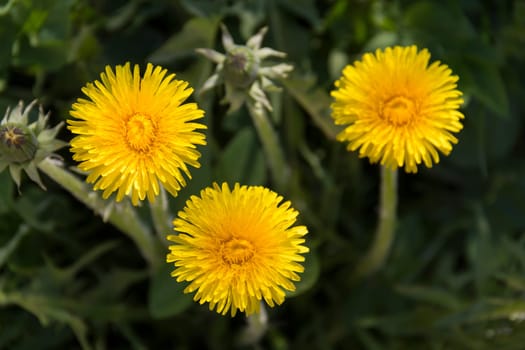 Yellow flowers of dandelions in green backgrounds. Spring and summer background.