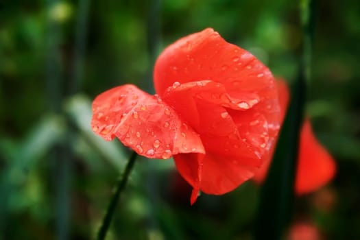 Flower poppy flowering on background poppies flowers. Nature