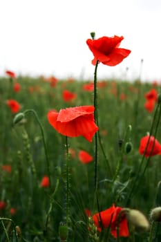 Spectacular vivid bloom close up of Poppies in Poppy field. Hello spring, Spring landscape, rural background, Copy space. Flower poppy flowering on background poppies flowers. Nature.