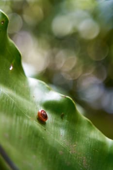 Micro little snail on a green plant leaf in the jungle.
