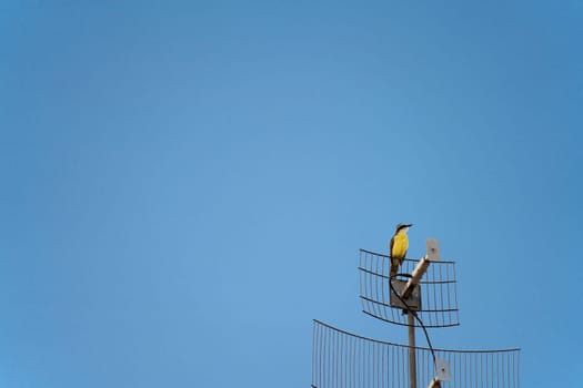 A Pitangus sulphuratus bird, also known as Bem-te-vi, stands on a television antenna against a clean blue sky, creating a perfect background for text.