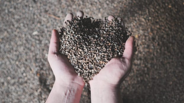 A man picks up unprocessed buckwheat groats in a warehouse