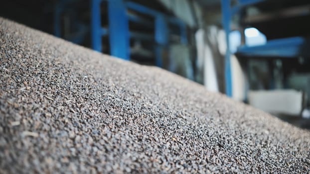Unprocessed buckwheat groats in stock