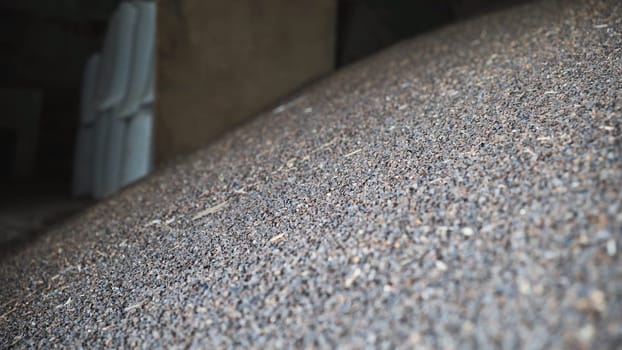 Unprocessed buckwheat groats in stock