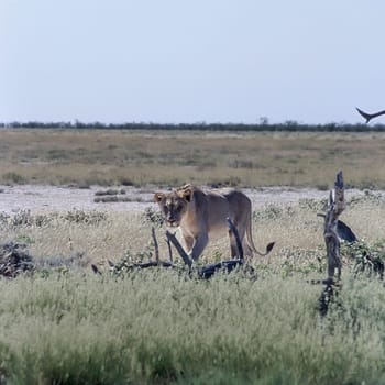 Lion, (Panthera leo), Africa, Namibia, Oshikoto, Etosha National Park