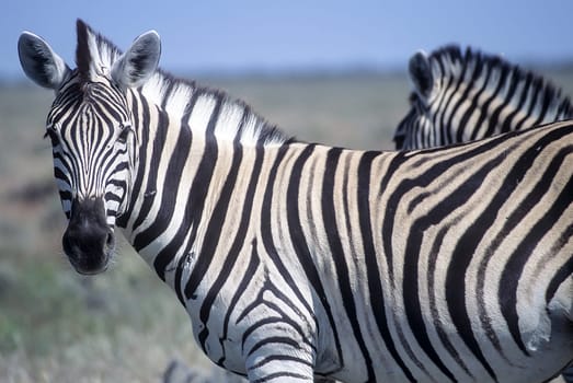 Plains Zebra, (Equus burchellii), Africa, Namibia, Oshikoto, Etosha National Park