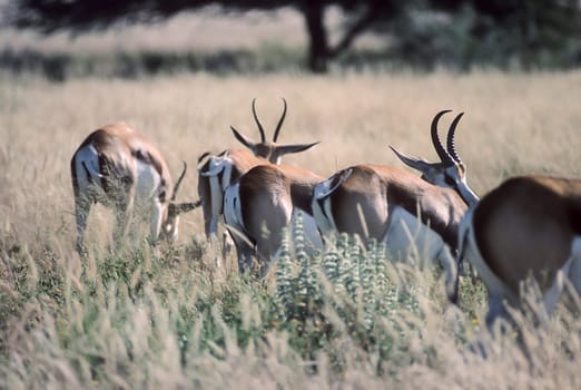 Springbok, (Antidorcas marsupialis), Africa, Namibia, Oshikoto, Etosha National Park