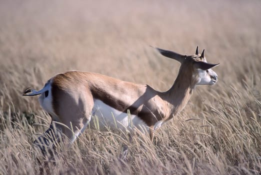 Springbok, (Antidorcas marsupialis), Africa, Namibia, Oshikoto, Etosha National Park