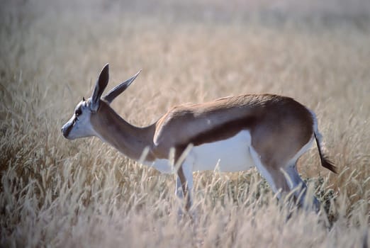 Springbok, (Antidorcas marsupialis), Africa, Namibia, Oshikoto, Etosha National Park