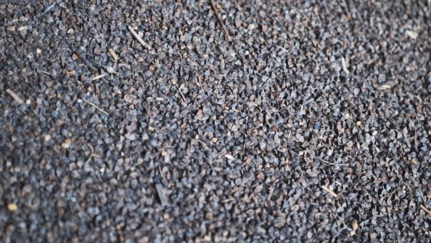 Unprocessed buckwheat groats in stock
