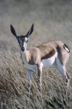 Springbok, (Antidorcas marsupialis), Africa, Namibia, Oshikoto, Etosha National Park