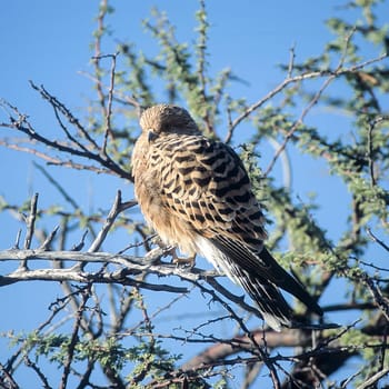 Greater Kestrel, (Falco rupicoloides), Africa, Namibia, Oshikoto, Etosha National Park