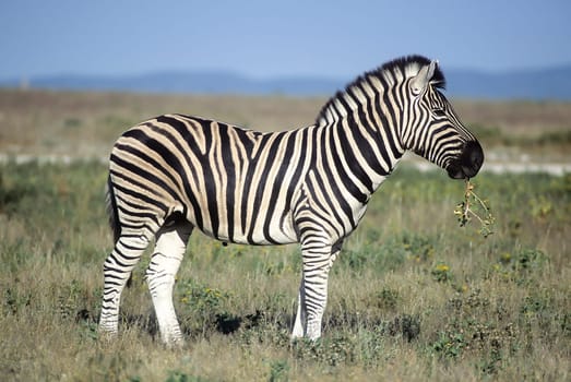 Plains Zebra, (Equus burchellii), Africa, Namibia, Oshikoto, Etosha National Park