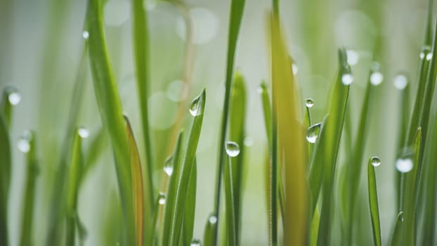Young sprouts of grass with dew. Close-up view
