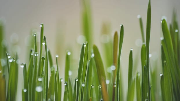 Young sprouts of grass with dew. Close-up view