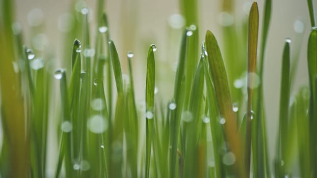 Young sprouts of grass with dew. Close-up view
