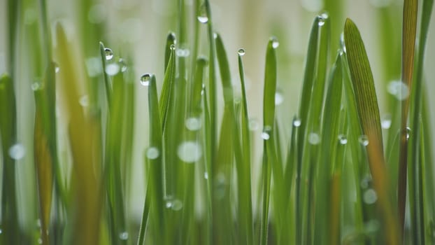 Young sprouts of grass with dew. Close-up view