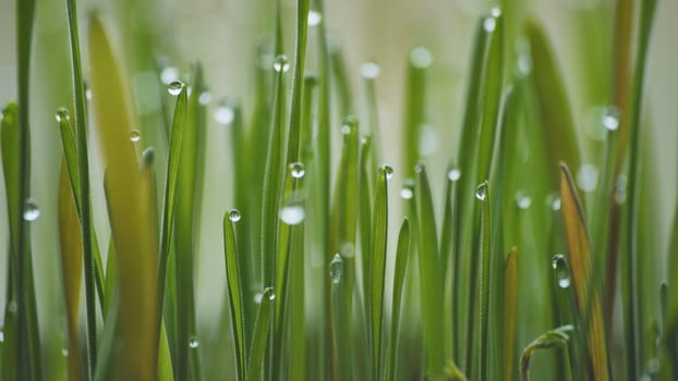 Young sprouts of grass with dew. Close-up view