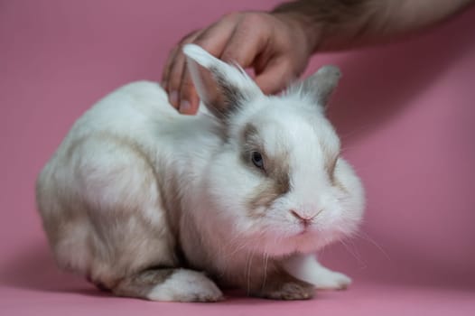 A man pets a cute gray and white rabbit on a pink background