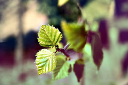 Green leaves frame. leaves close up. desktop wallpaper